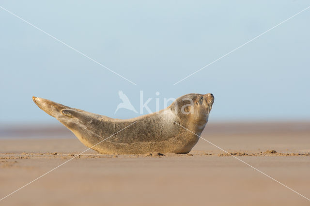 Grey Seal (Halichoerus grypus)