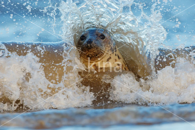 Grey Seal (Halichoerus grypus)