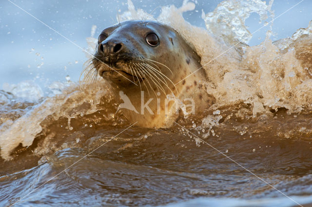 Grijze zeehond