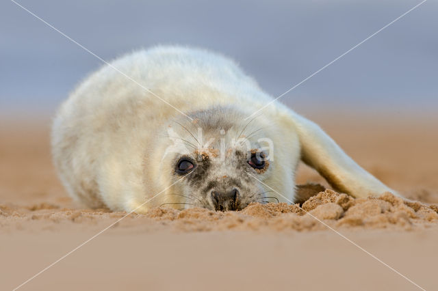 Grey Seal (Halichoerus grypus)