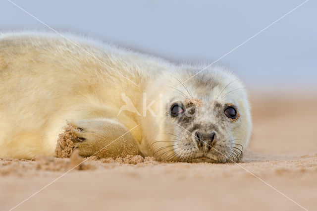 Grey Seal (Halichoerus grypus)