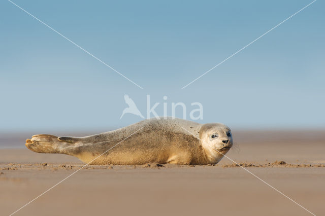 Grey Seal (Halichoerus grypus)