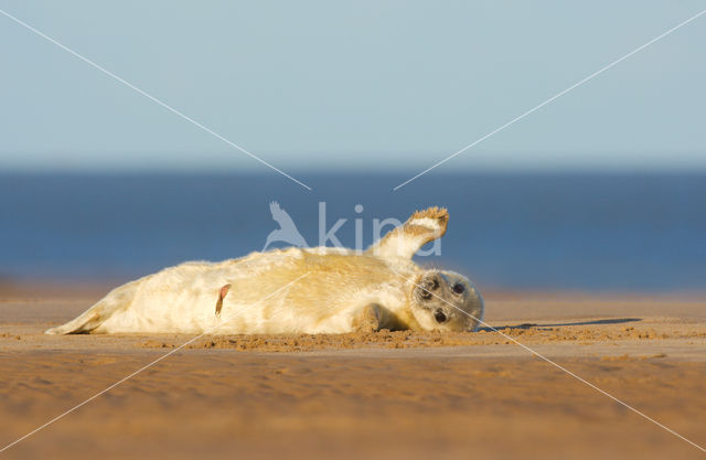 Grijze zeehond