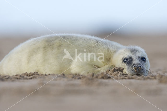 Grey Seal (Halichoerus grypus)