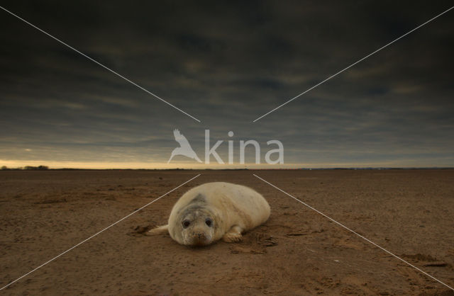 Grey Seal (Halichoerus grypus)