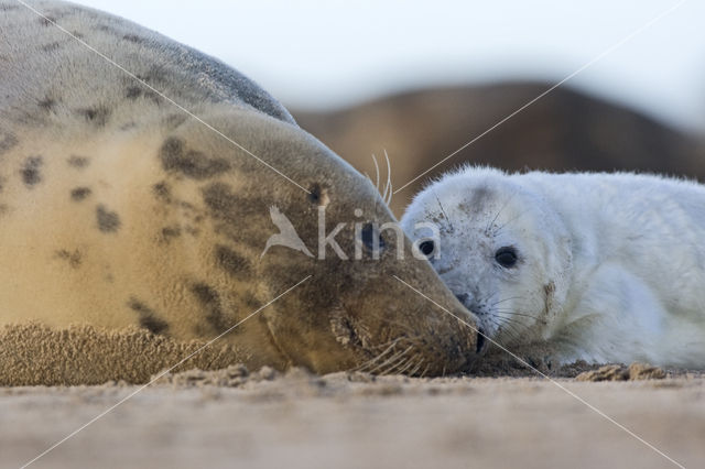 Grey Seal (Halichoerus grypus)