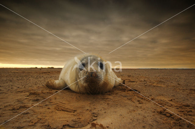 Grey Seal (Halichoerus grypus)