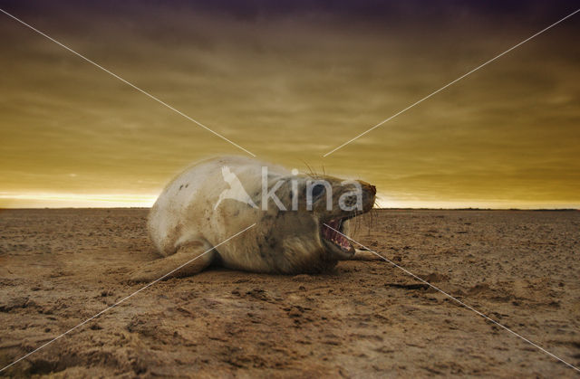 Grijze zeehond