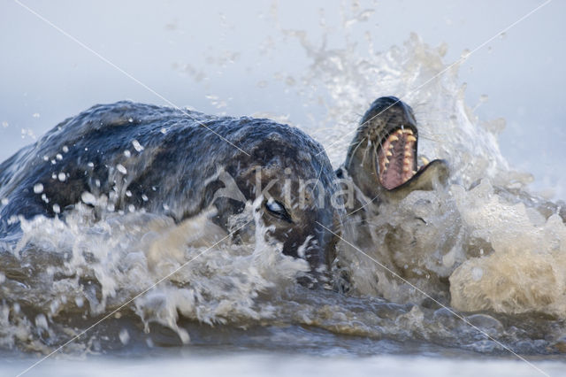 Grijze zeehond