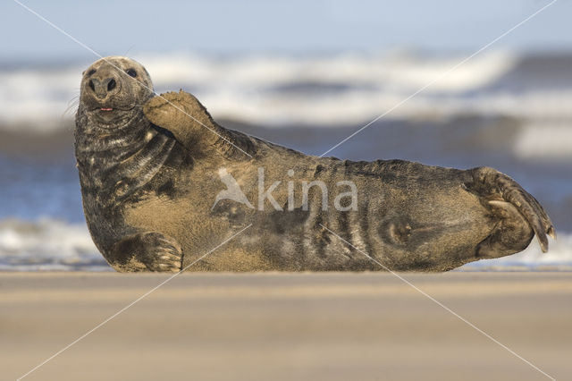 Grijze zeehond