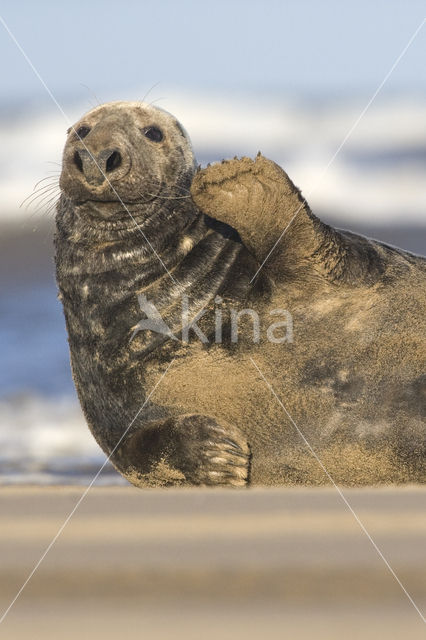 Grijze zeehond