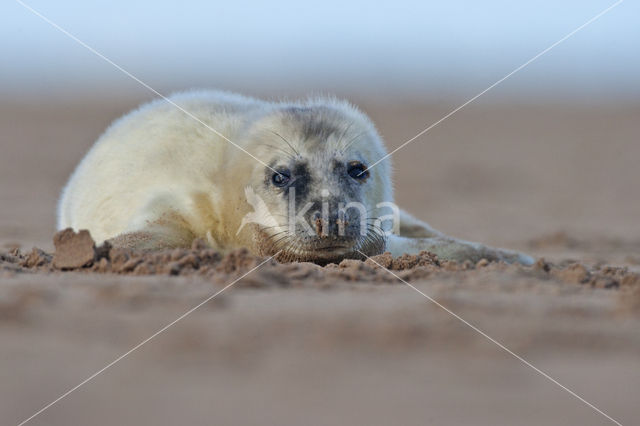 Grijze zeehond