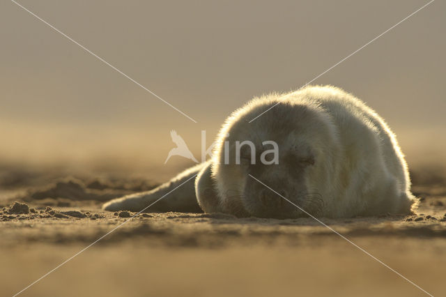 Grijze zeehond