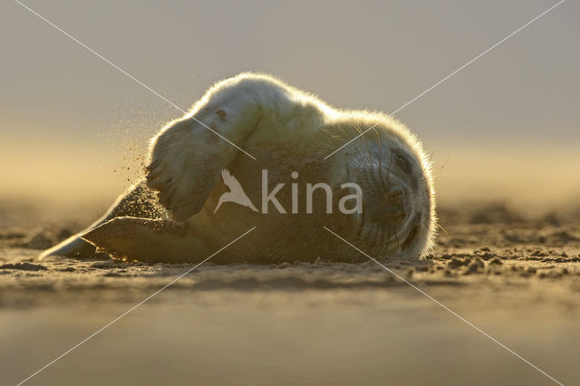 Grijze zeehond