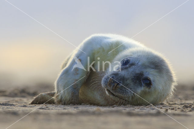 Grey Seal (Halichoerus grypus)