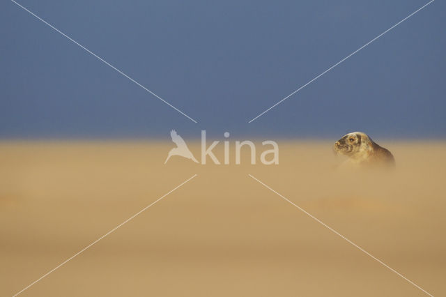 Grijze zeehond