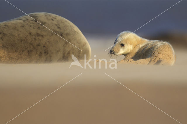 Grey Seal (Halichoerus grypus)