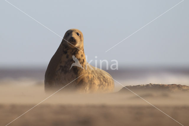 Grijze zeehond