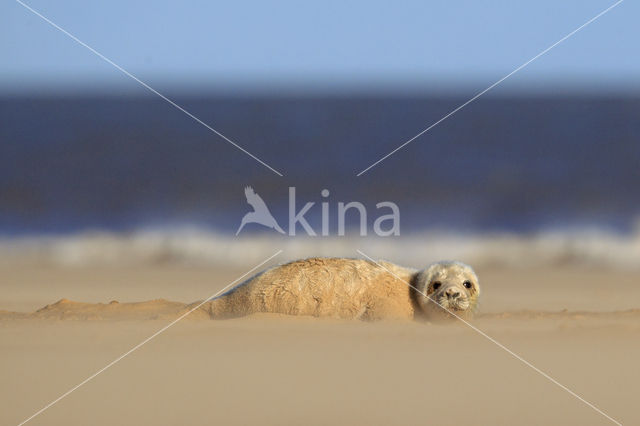 Grey Seal (Halichoerus grypus)