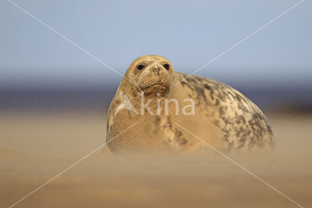 Grijze zeehond