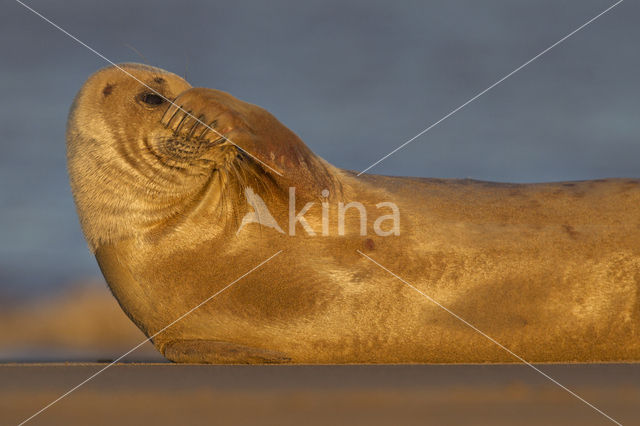 Grey Seal (Halichoerus grypus)