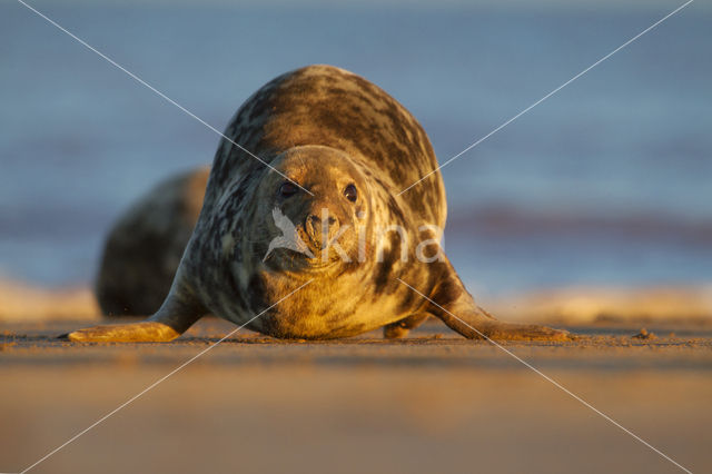 Grijze zeehond