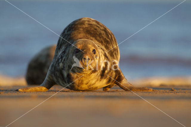 Grey Seal (Halichoerus grypus)