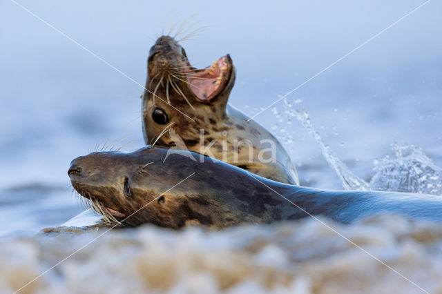 Grey Seal (Halichoerus grypus)