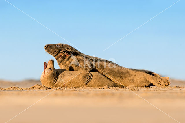 Grey Seal (Halichoerus grypus)