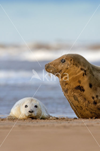 Grey Seal (Halichoerus grypus)