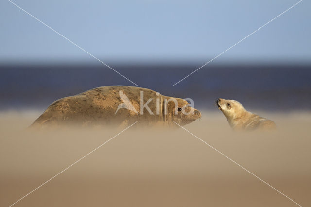 Grey Seal (Halichoerus grypus)