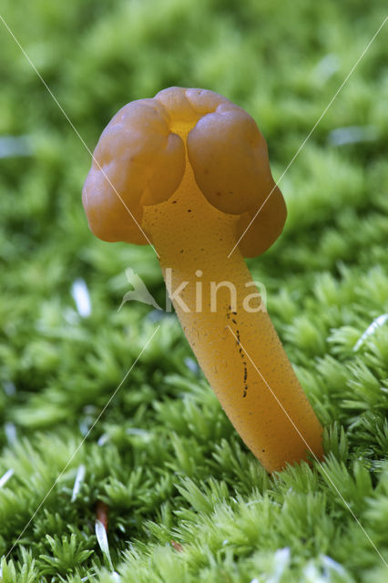 Jellybaby (Leotia lubrica)
