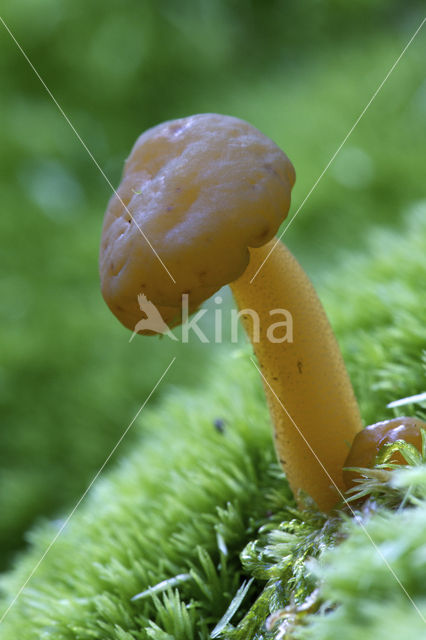 Groene glibberzwam (Leotia lubrica)