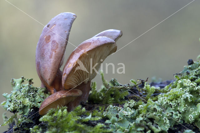 Groene schelpzwam (Panellus serotinus)