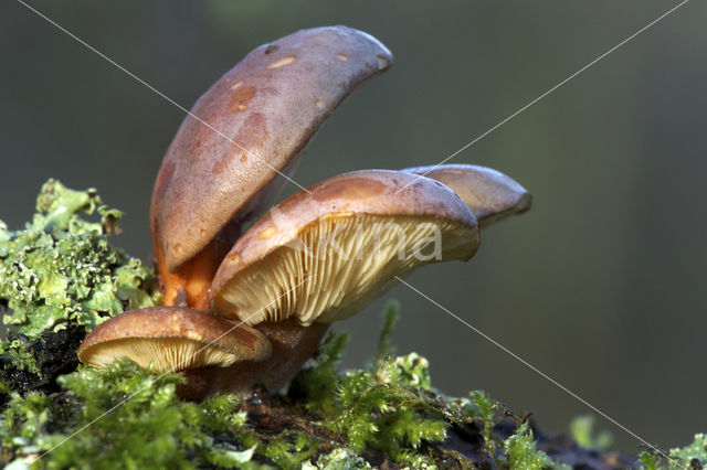 Olive Oysterling (Panellus serotinus)