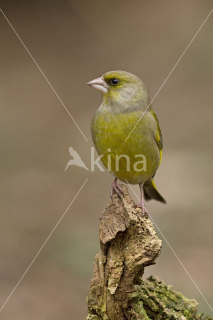 Groenling (Carduelis chloris)