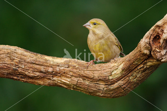 Groenling (Carduelis chloris)