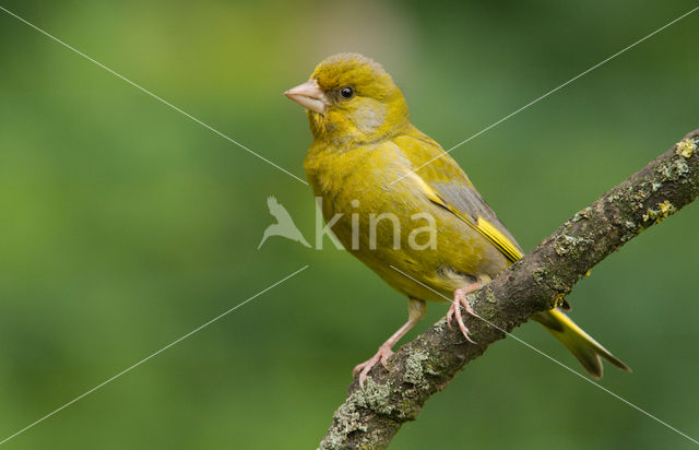 Groenling (Carduelis chloris)