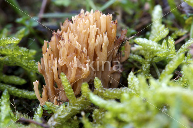 Groenwordende koraalzwam (Ramaria abietina)