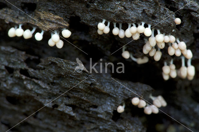 Hemitrichia calyculata