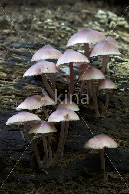 Burgundydrop bonnet (Mycena haematopus)