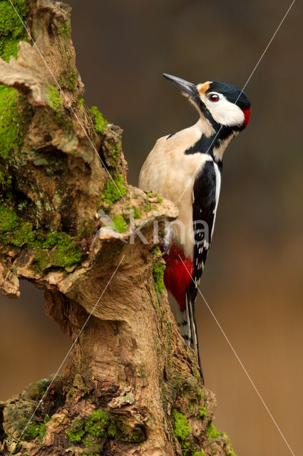 Great Spotted Woodpecker (Dendrocopos major)