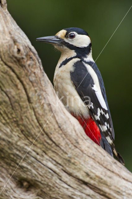 Great Spotted Woodpecker (Dendrocopos major)