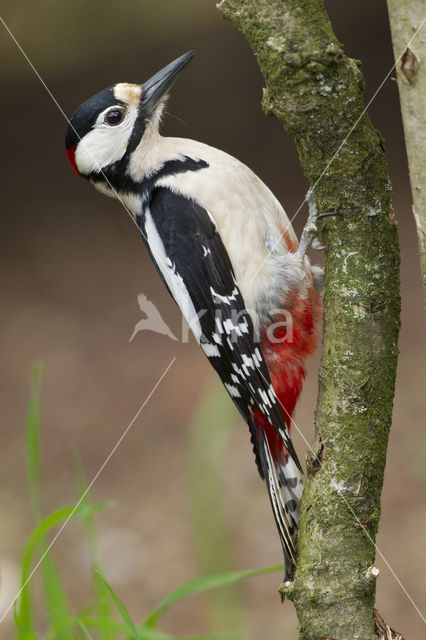 Great Spotted Woodpecker (Dendrocopos major)