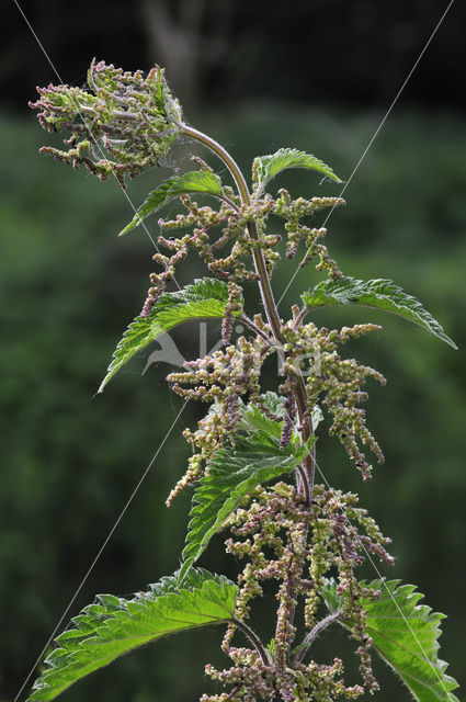 Stinging Nettle (Urtica dioica)