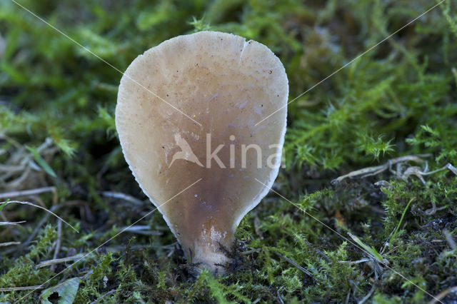 Grote harpoenzwam (Hohenbuehelia petaloides)