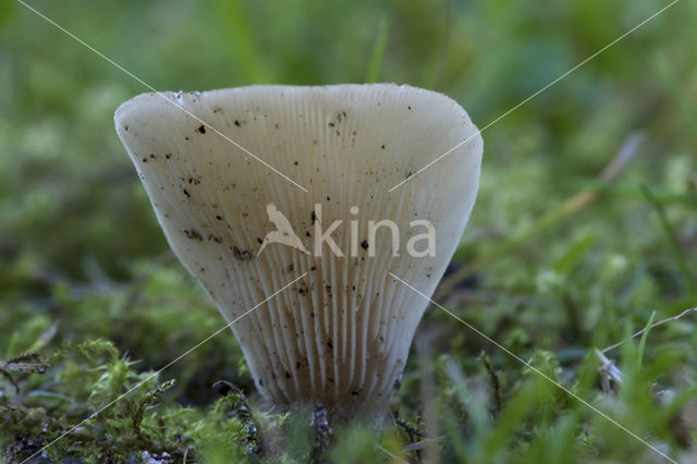 Grote harpoenzwam (Hohenbuehelia petaloides)