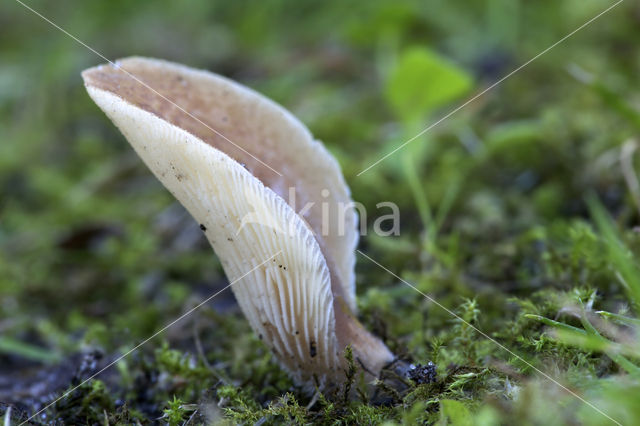 Grote harpoenzwam (Hohenbuehelia petaloides)