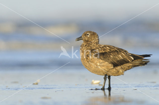 Great Skua (Stercorarius skua)