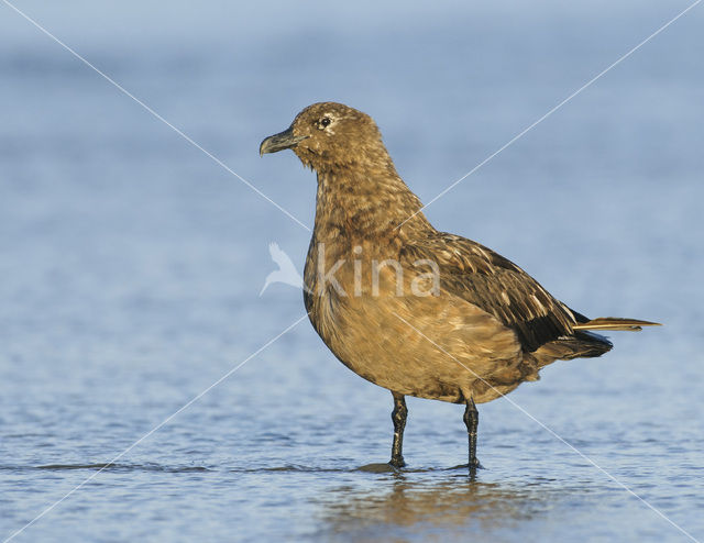 Great Skua (Stercorarius skua)